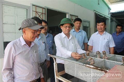 Chủ tịch UBND tỉnh thăm Trung tâm Giống đà điểu Khatoco Ninh Hòa 